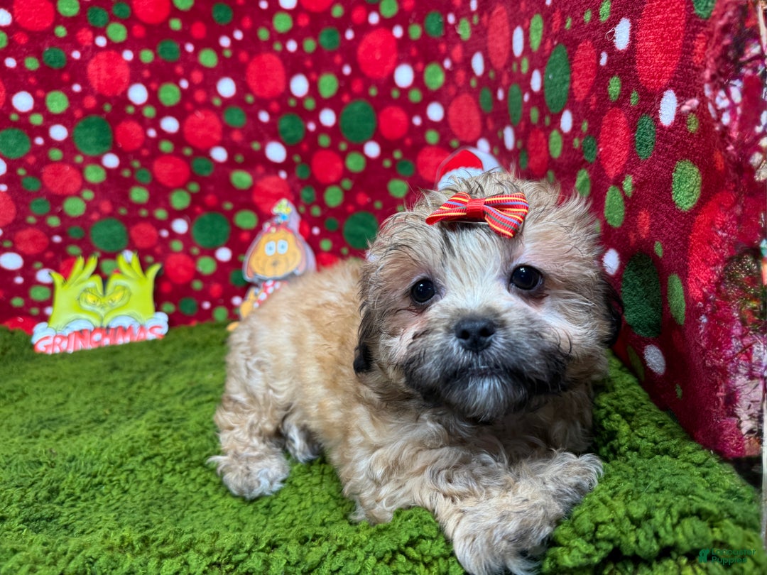 Mixed Breed dogs for sale: Mixed Breed Puppy 2 - Ad 3