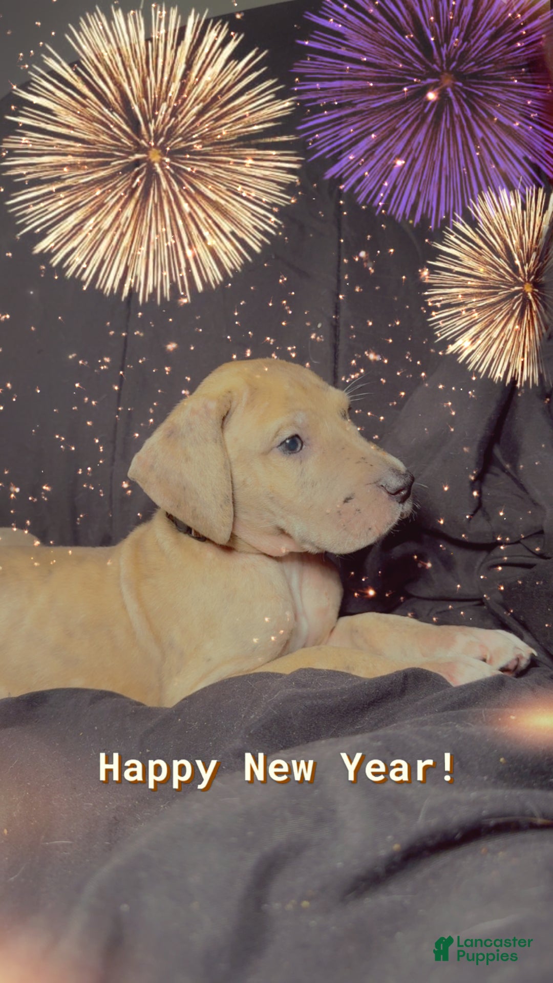 Great Dane dogs for sale: Latte  - Ad 5