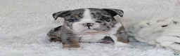 English Bulldog dogs for sale: Nikki - Ad 5