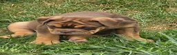 English Bulldog dogs for sale: Tootsie Chocolate and tan  - Ad 17