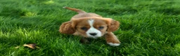 Cavalier King Charles Spaniel dogs for sale: Frankie 🐶 - Ad 8