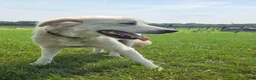 Mixed Breed dogs for sale: Rock - Ad 11