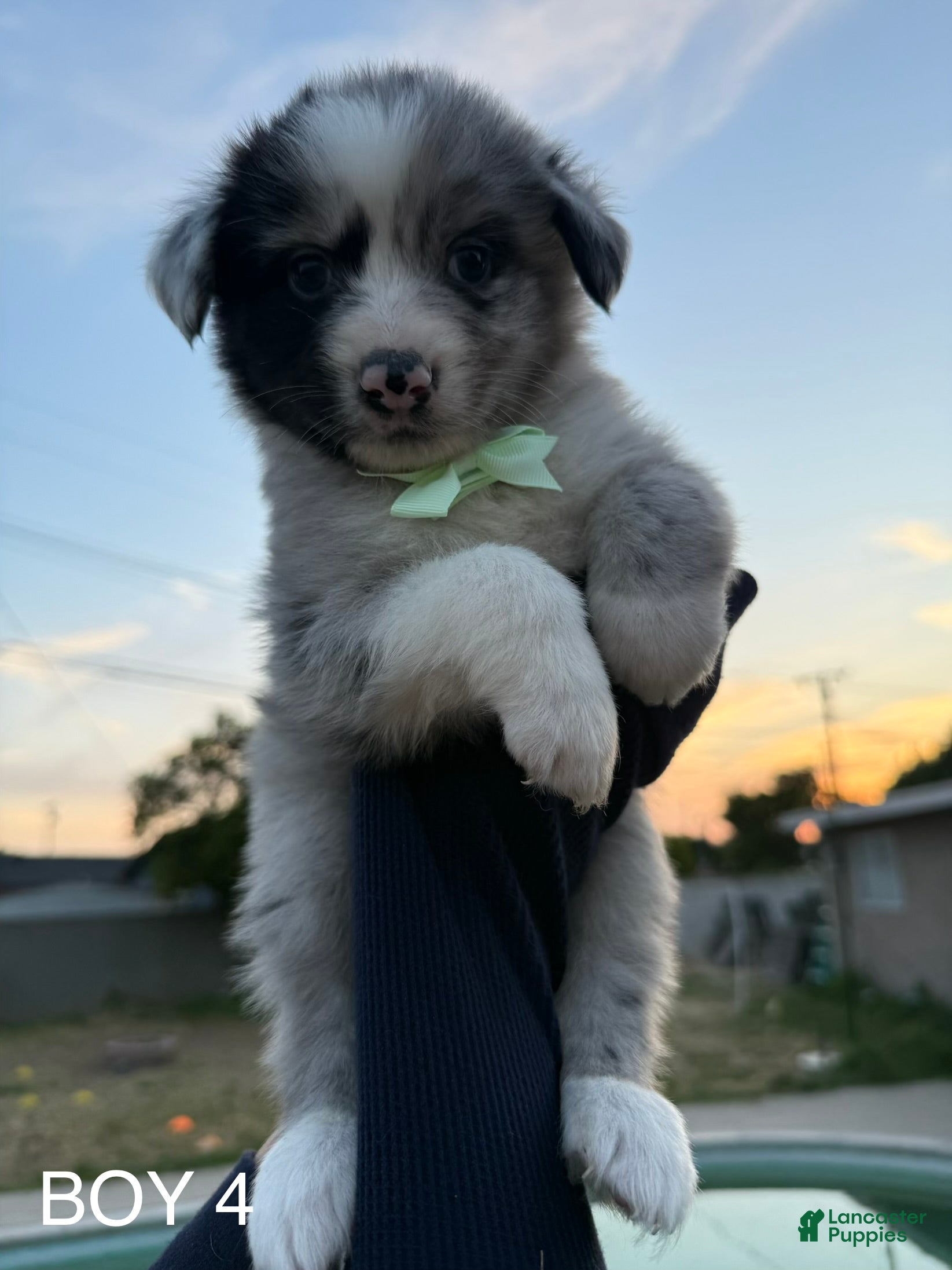 Australian Shepherd dogs Australian Shepherd Puppy 5 - Ad 26