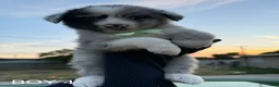 Australian Shepherd dogs for sale: Australian Shepherd Puppy 5 - Ad 1