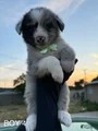 Australian Shepherd Puppy 5