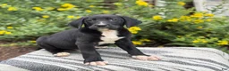 Mixed Breed dogs for sale: Griff - Ad 3