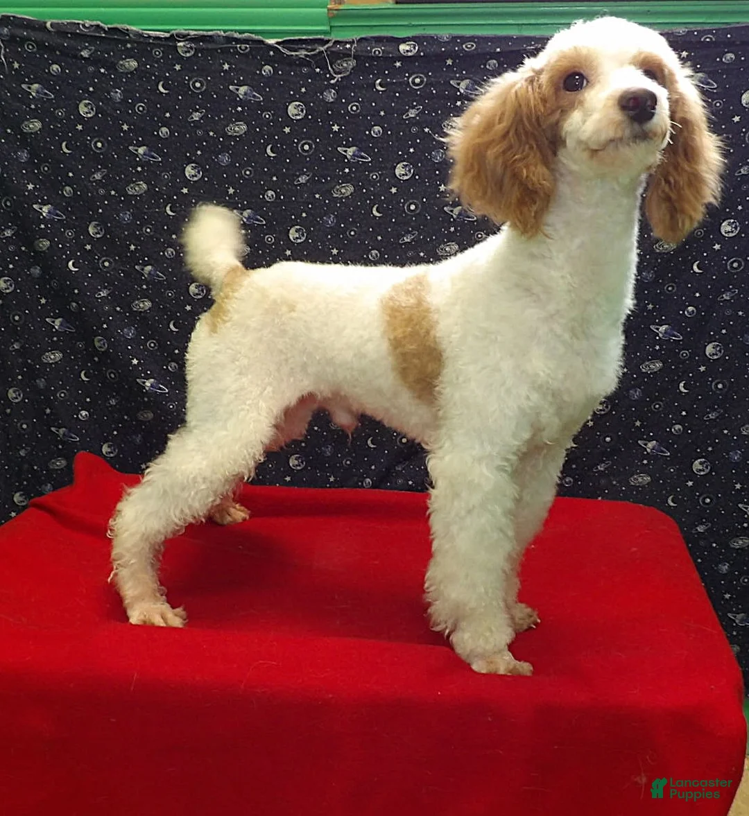 Miniature Poodle dogs for sale: Rusty  - Ad 4