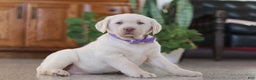 Labrador Retriever dogs for sale: Noel - Ad 5