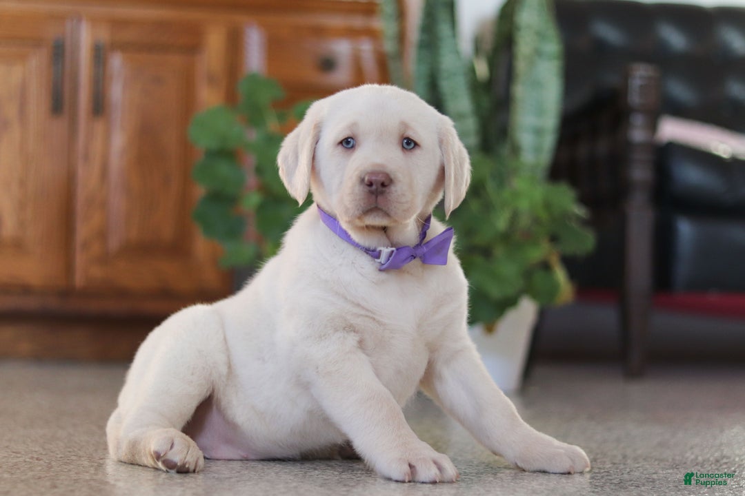 Labrador Retriever dogs for sale: Noel - Ad 5