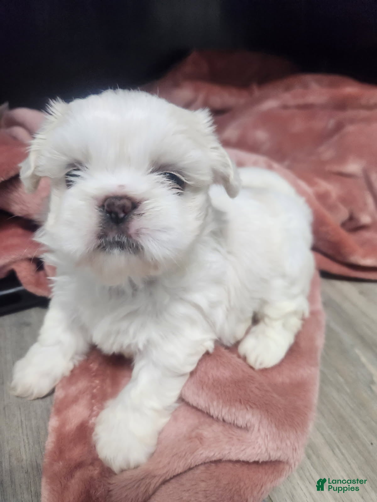 Shih Tzu dogs Shih Tzu Puppy 4 - Ad 12