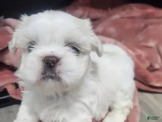 Shih Tzu dogs Shih Tzu Puppy 4 - Ad 12