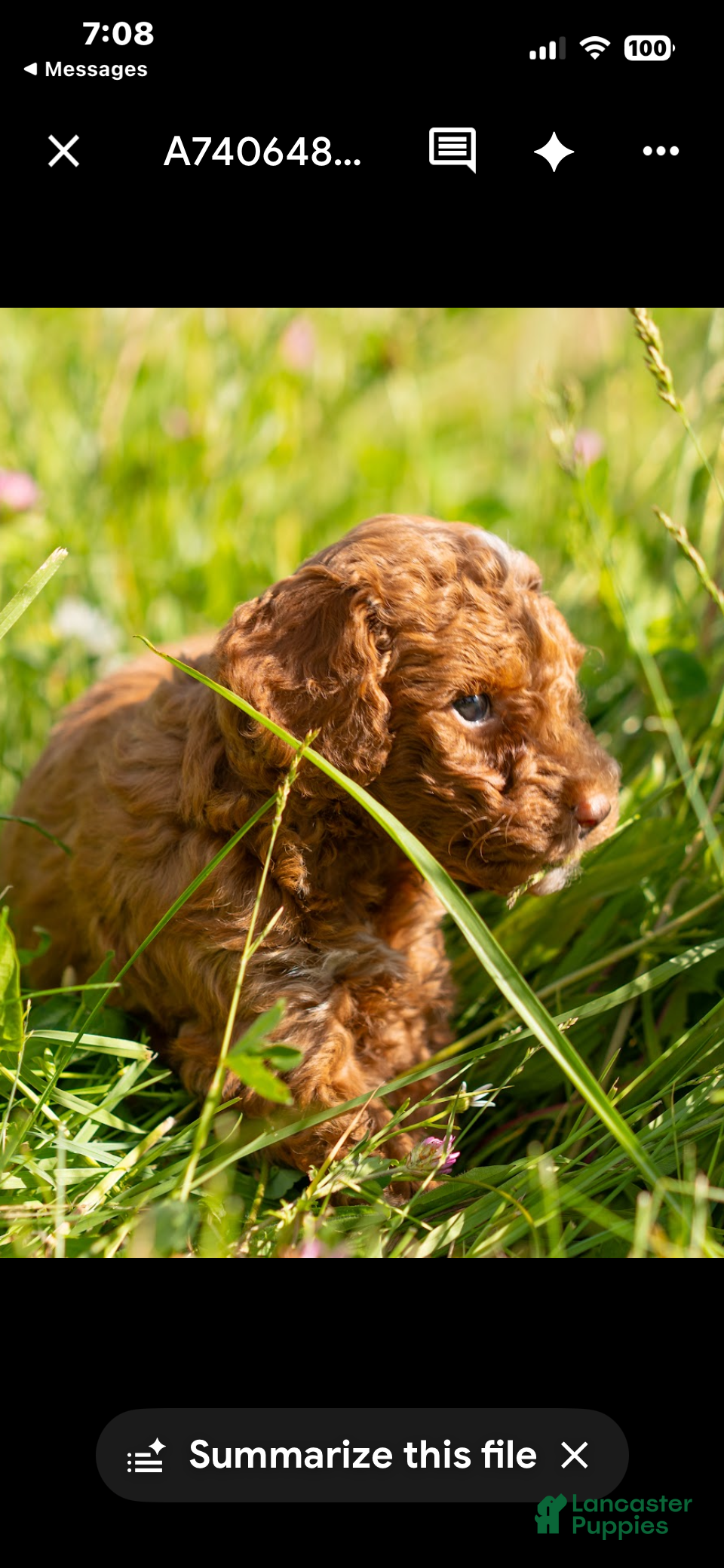 Mini Goldendoodle dogs Mini Goldendoodle 6 Ramsey twin to Riley - Ad 14