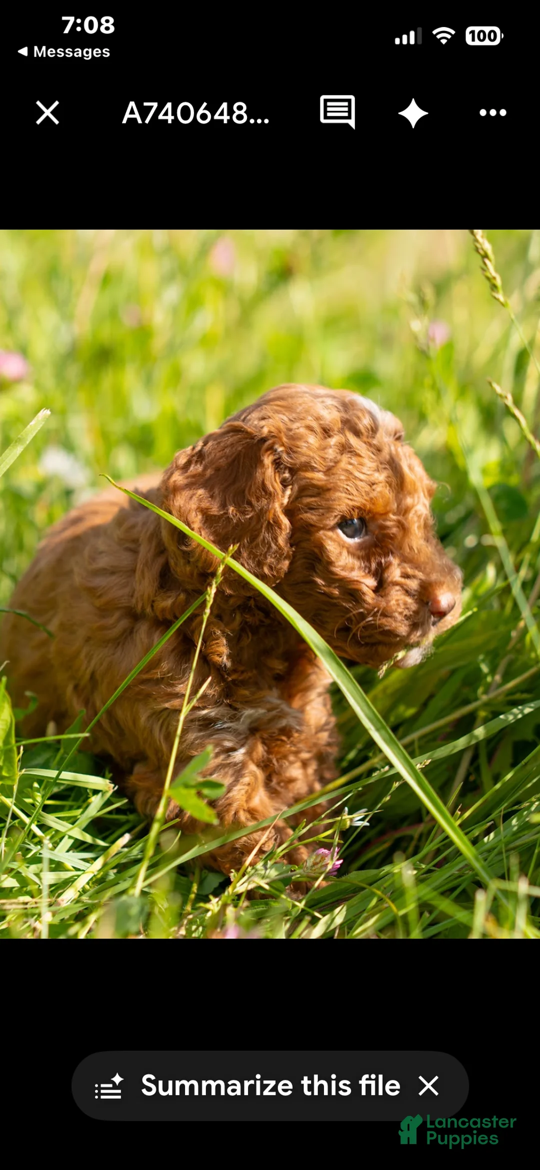 Mini Goldendoodle dogs for sale: Mini Goldendoodle 6 Ramsey twin to Riley - Ad 1