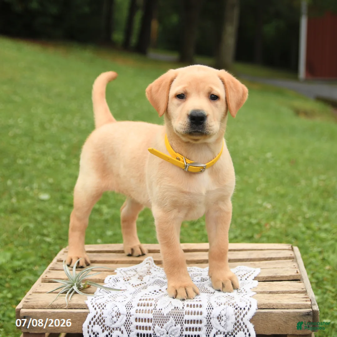 Labrador Retriever dogs for sale: Mango - Ad 1