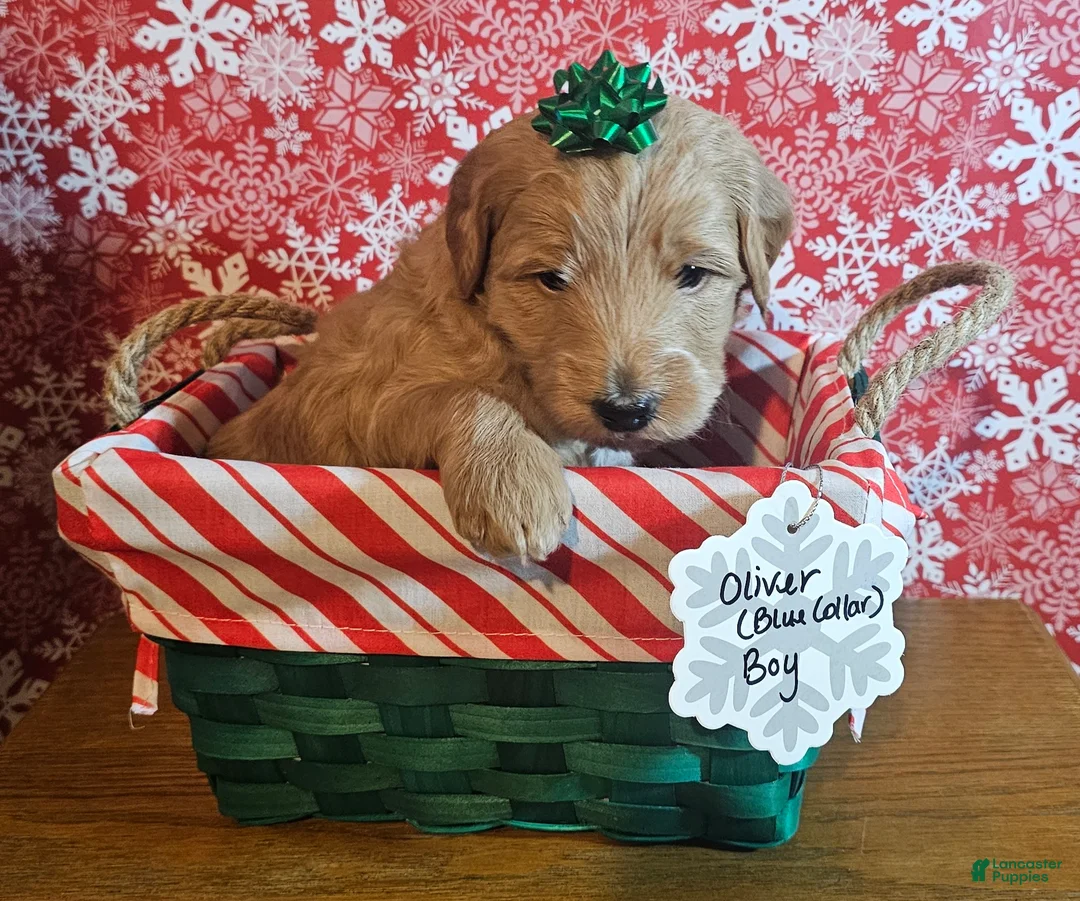 Mixed Breed dogs for sale: Oliver - Ad 1