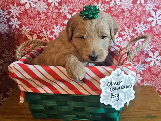 Mixed Breed dogs Oliver - Ad 18