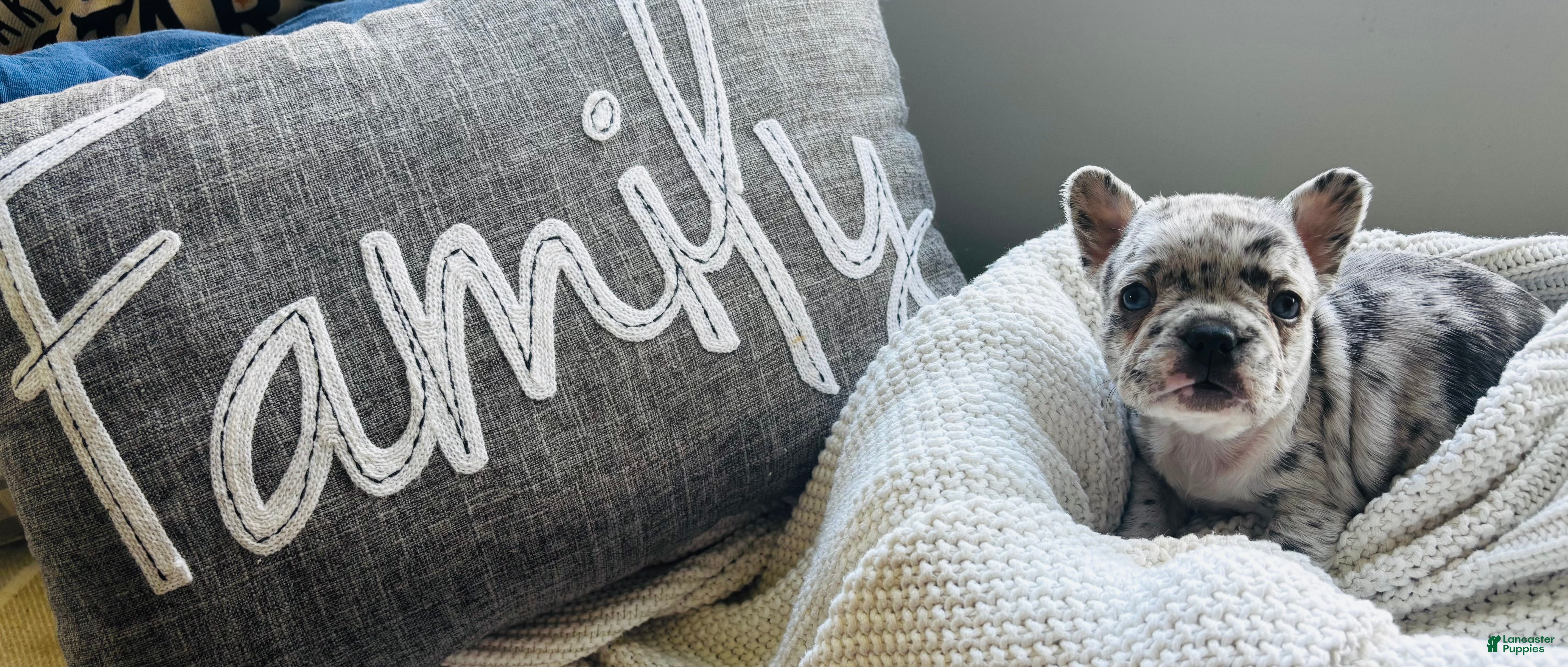 Mixed Breed dogs Perle - Ad 36