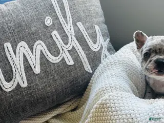 Mixed Breed dogs Perle - Ad 36