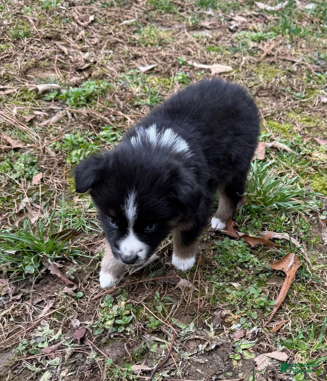 Australian Shepherd dogs for sale: Baby Doll - Ad 2