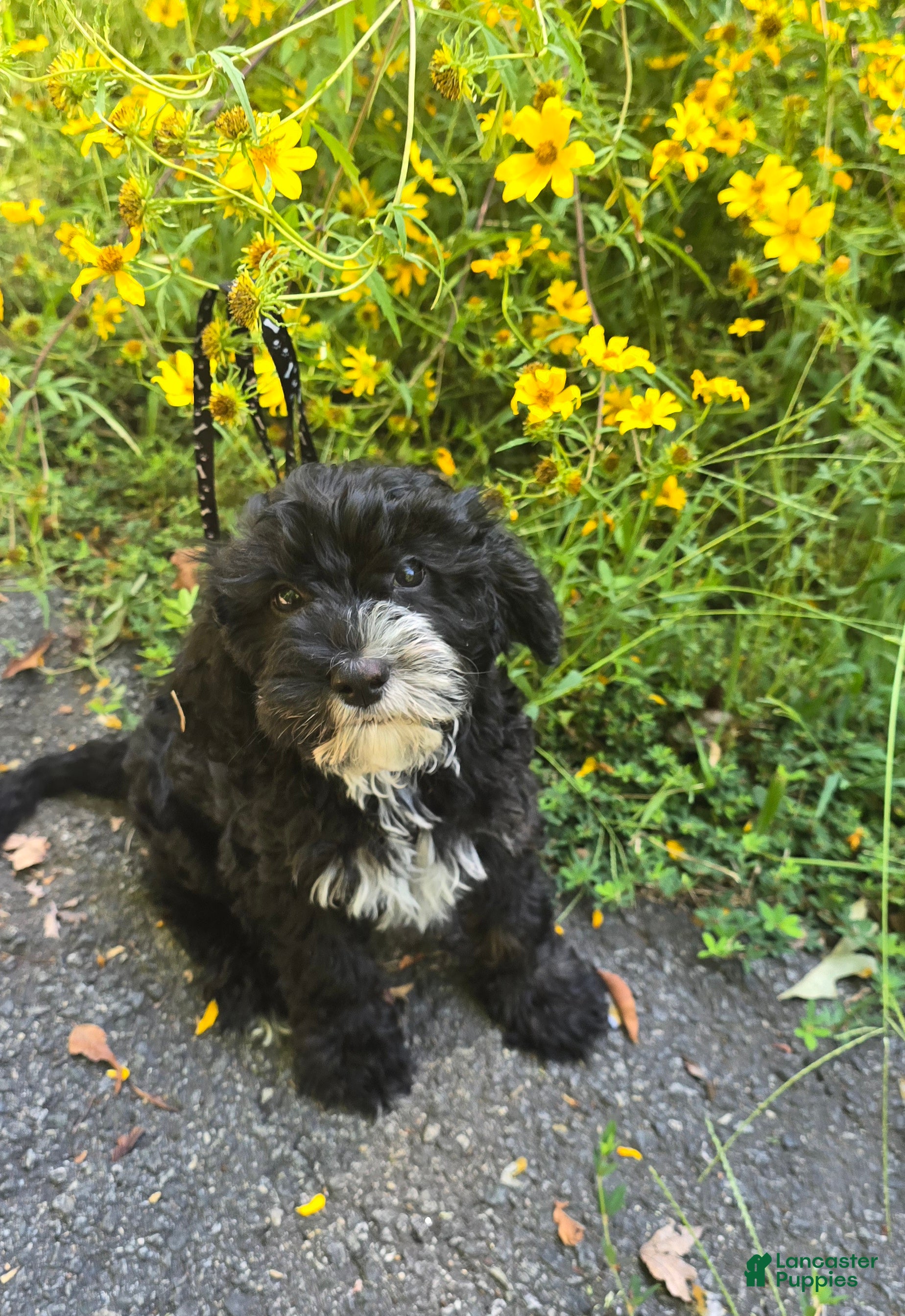 Cavapoo dogs Otter - Ad 1