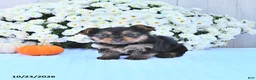 Yorkshire Terrier dogs for sale: Sophia - Ad 4