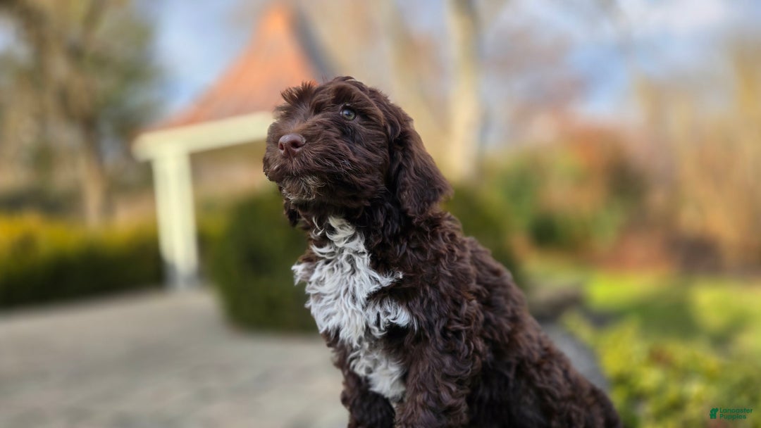 Portuguese Water Dog dogs for sale: Tori - Ad 2