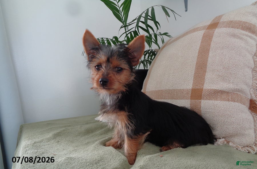 Yorkshire Terrier dogs Rex - Ad 2
