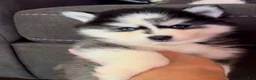 Siberian Husky dogs for sale: Siberian Husky 1 - Ad 2