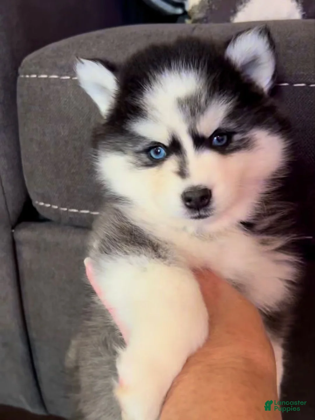 Siberian Husky dogs for sale: Siberian Husky 1 - Ad 2