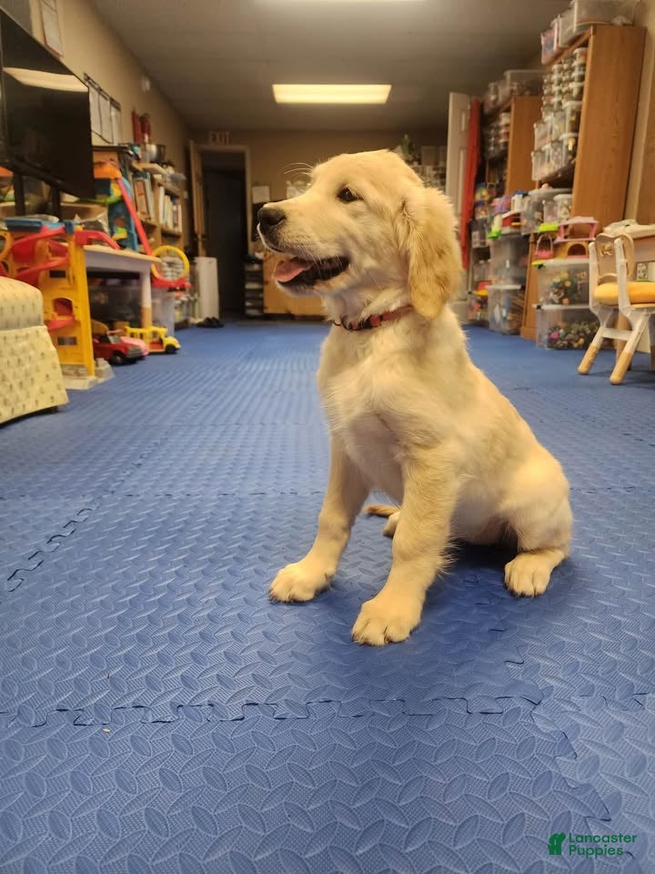 Golden Retriever dogs Golden Retriever 3 - Ad 2