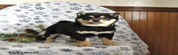 Shiba Inu dogs for sale: Holly - Ad 1