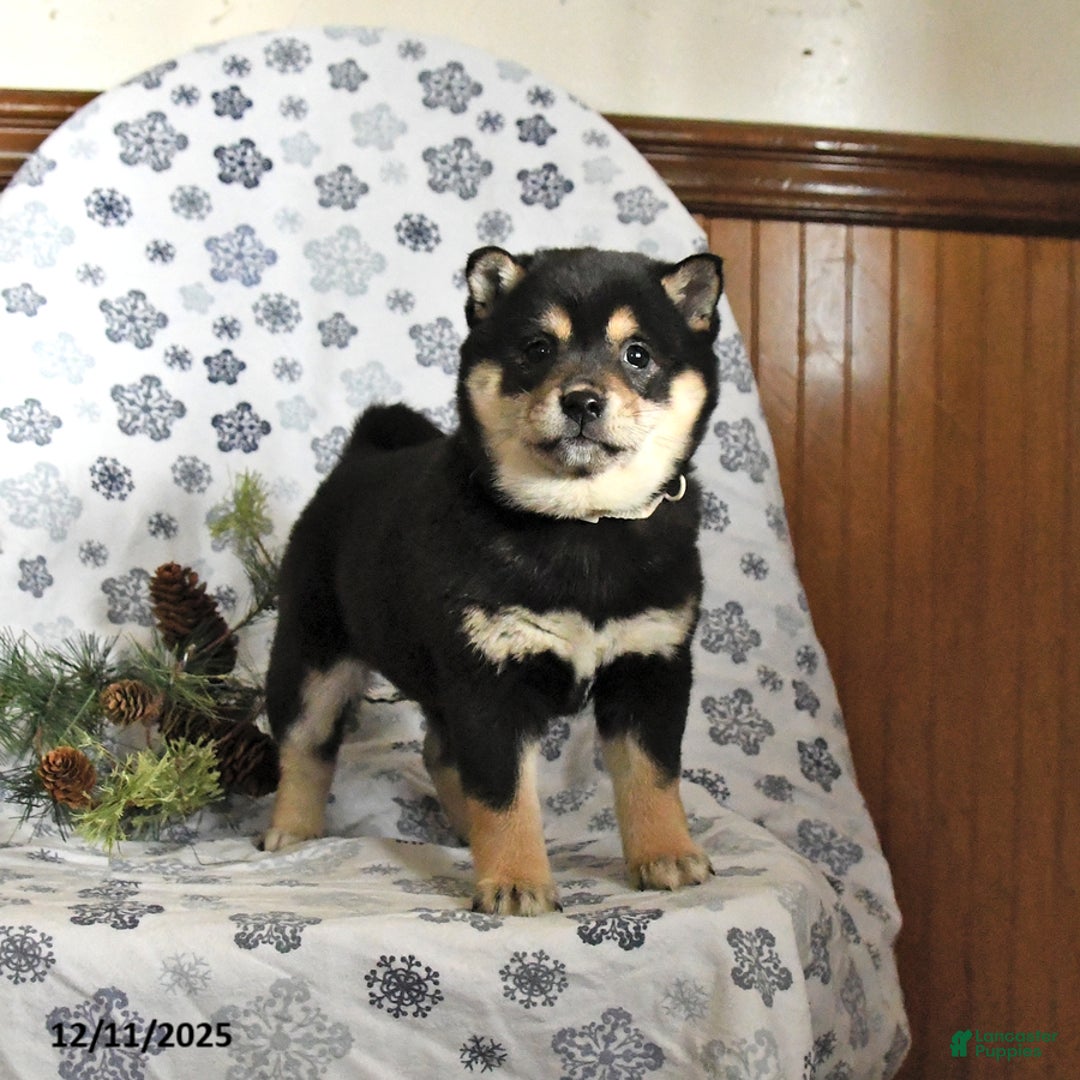Shiba Inu dogs for sale: Holly - Ad 1