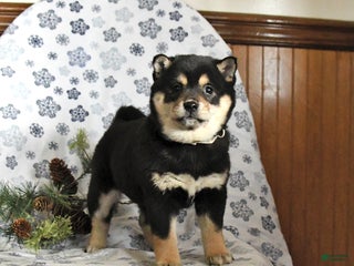 Shiba Inu dogs Holly - Ad 42