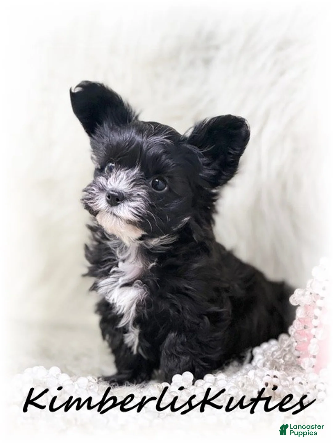 Yorkiepoo dogs for sale: Yorkipoo / Wyatt - Ad 2