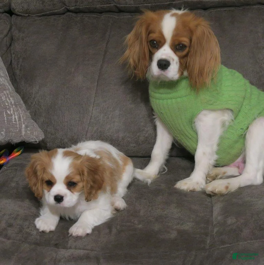 Cavalier King Charles Spaniel dogs for sale: Cavalier King Charles Spaniel Puppy 1 - Ad 9