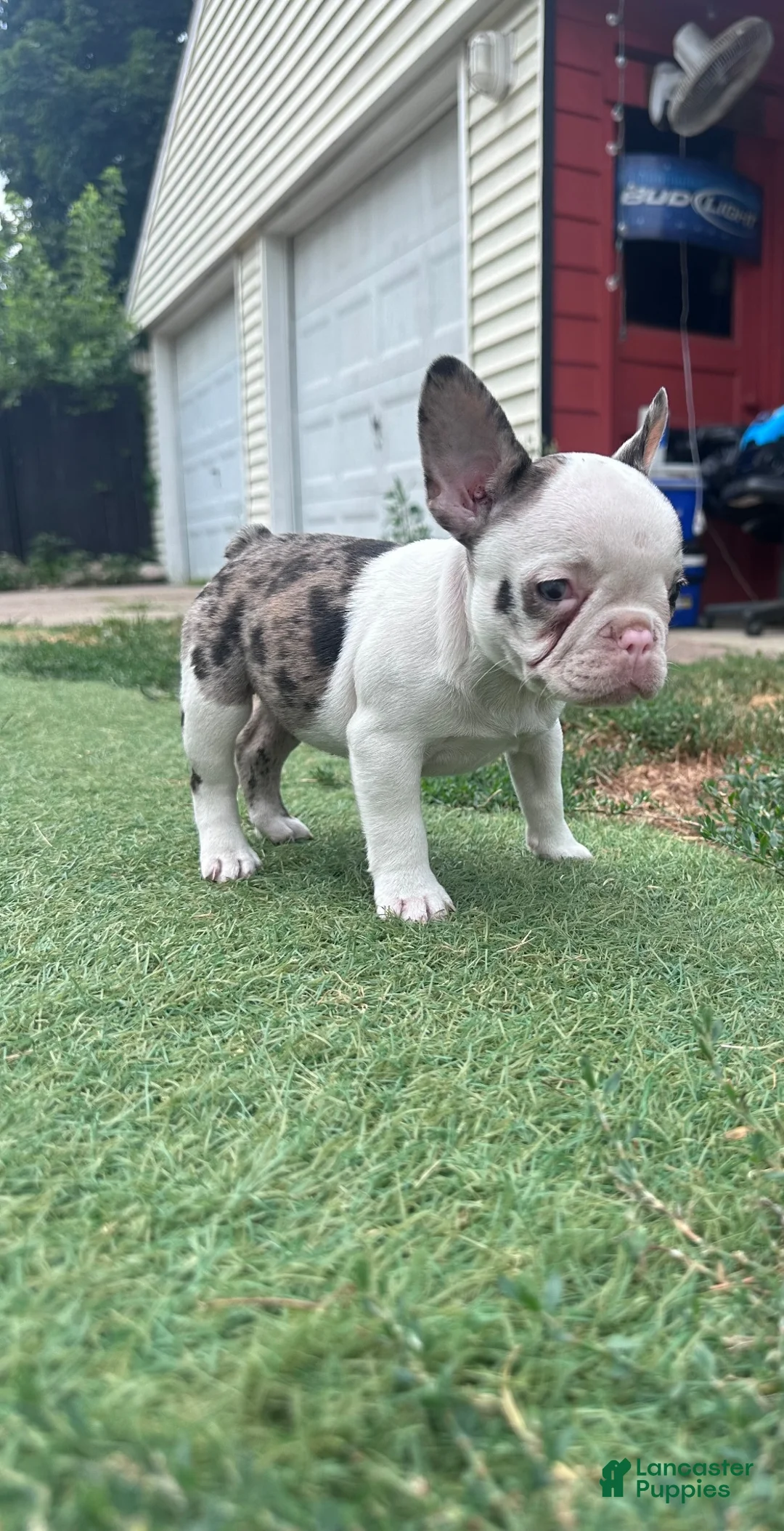 French Bulldog dogs for sale: French Bulldog 3 - Ad 2