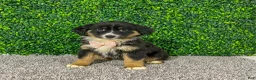 Miniature Australian Shepherd dogs for sale: Zelda - Ad 4