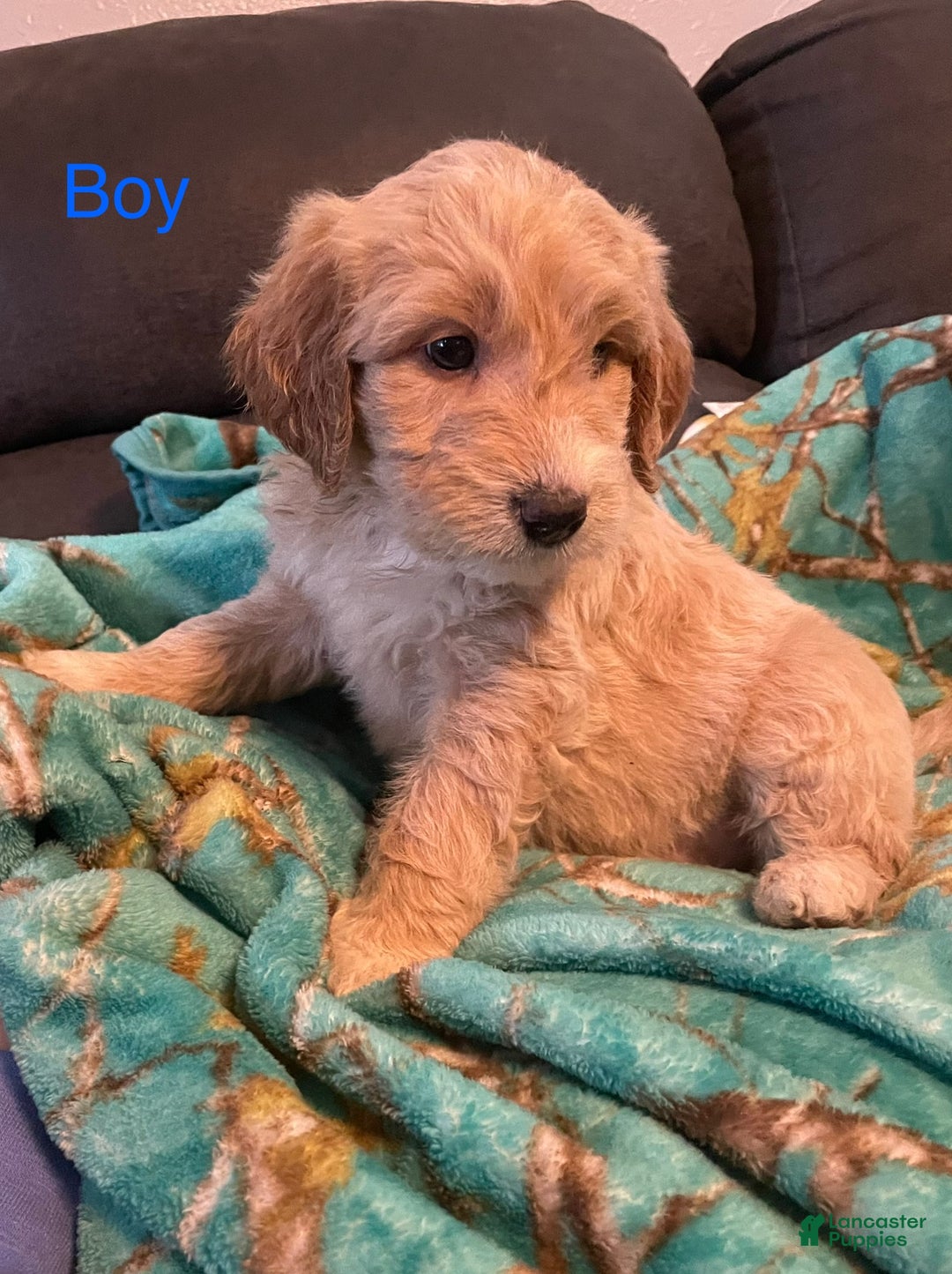 Goldendoodle dogs for sale: Goldendoodle Puppy 1 - Ad 2