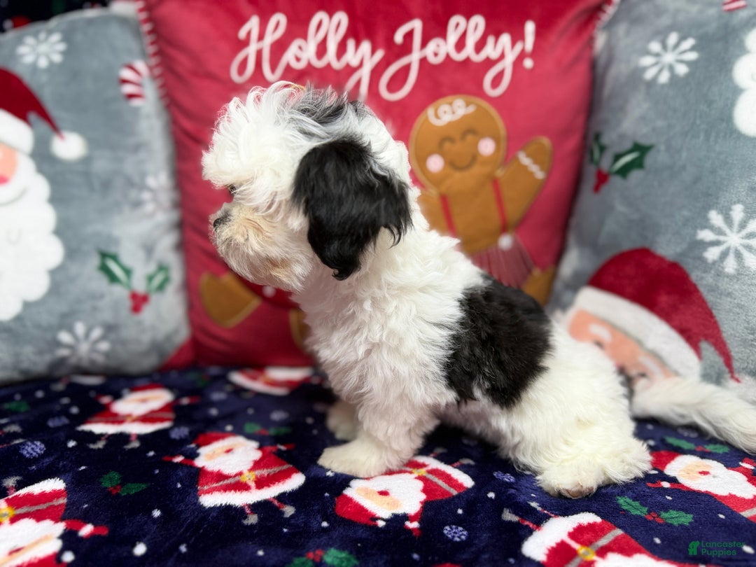 Malshi dogs for sale: Heibai - Ad 3