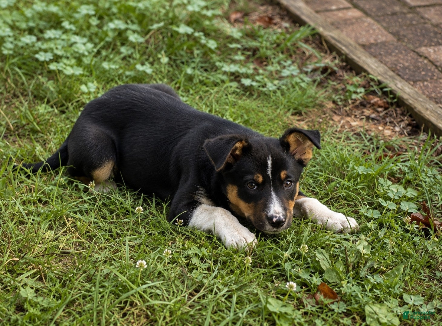 Border Collie dogs Border Collie 3 - Ad 35