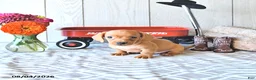 Miniature Dachshund dogs for sale: Ricky  - Ad 3