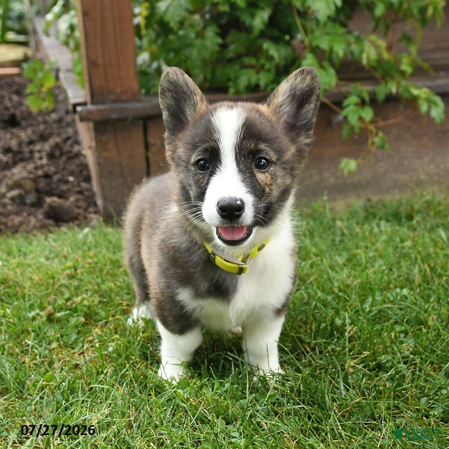 Welsh Corgi Pembroke dogs Pringles - Ad 1