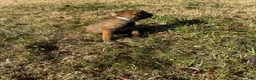 Belgian Malinois dogs for sale: Belgian Malinois Puppy 8 - Ad 4