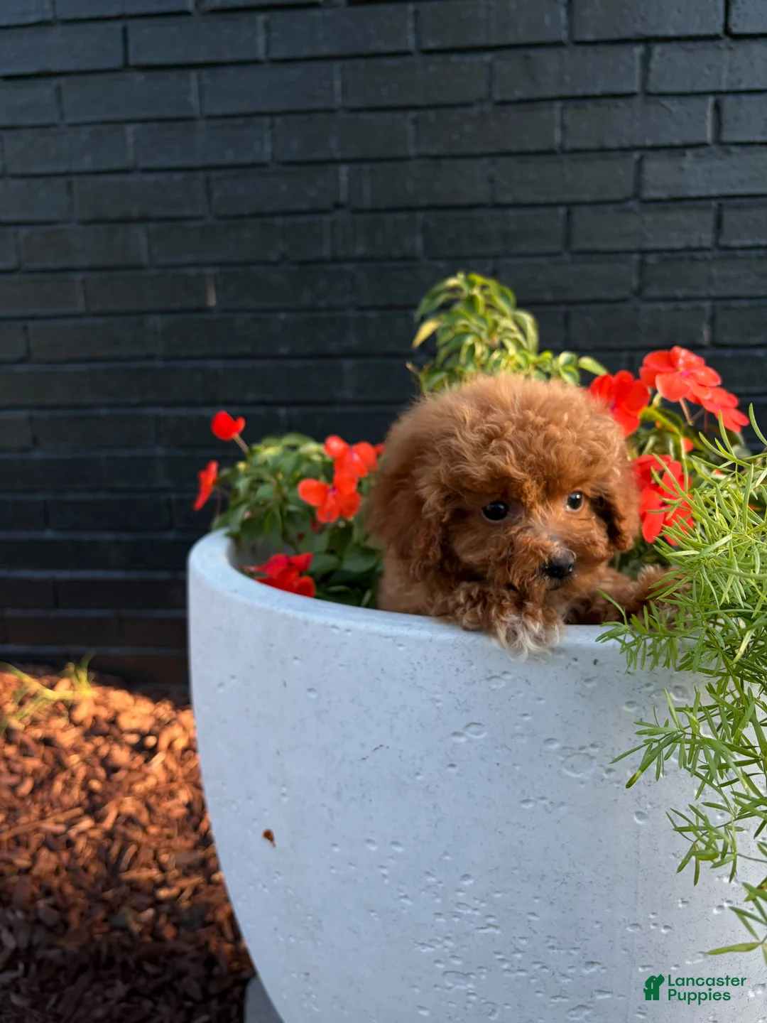 Toy Poodle dogs for sale: ❤️ DANTE❤️ - Ad 2