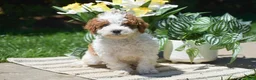 Miniature Poodle dogs for sale: Preston - Ad 4