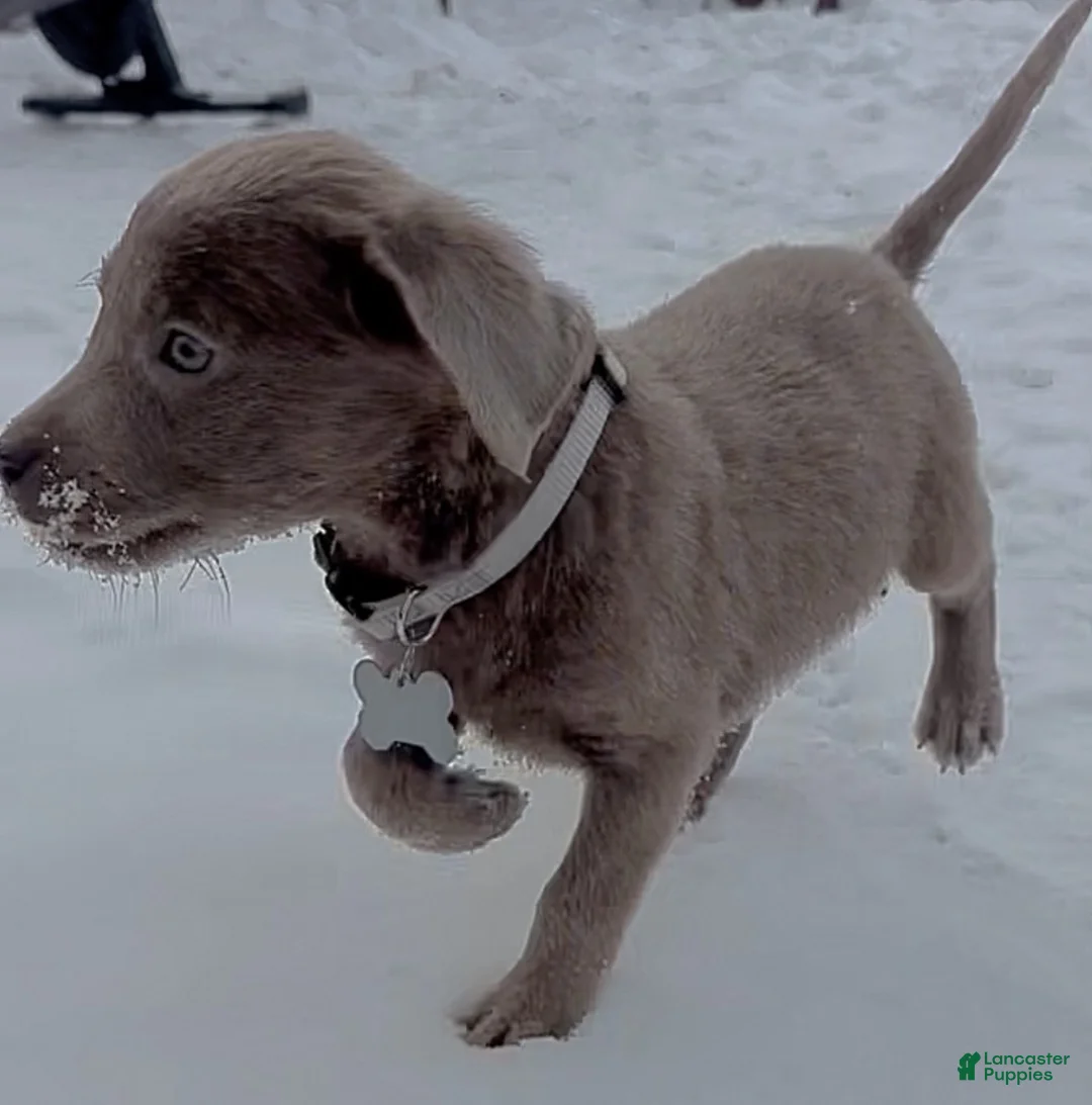 Labrador Retriever dogs for sale: Labrador Retriever Puppy 2 - Ad 10