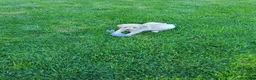 Labrador Retriever dogs for sale: Labrador Retriever Puppy 2Bella - Ad 4
