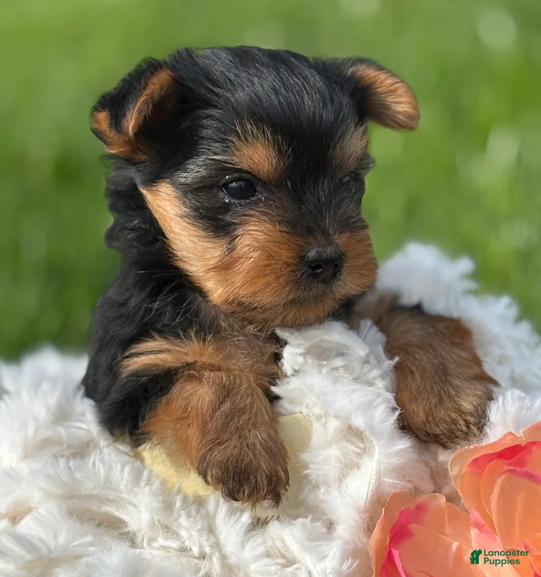Yorkshire Terrier dogs for sale: Hershey - Ad 2