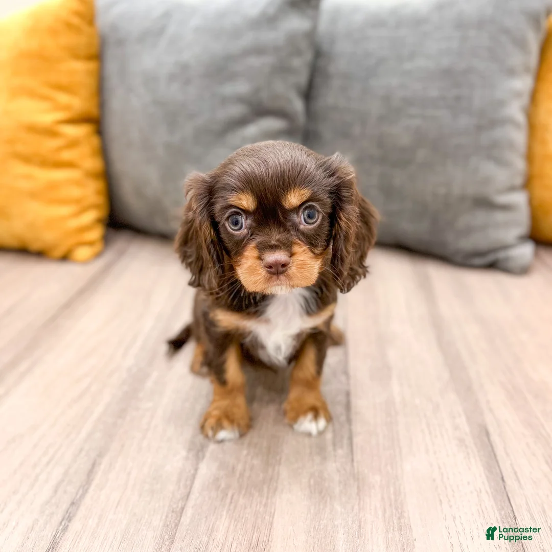 Cavalier King Charles Spaniel dogs for sale: Mudslide - Ad 1