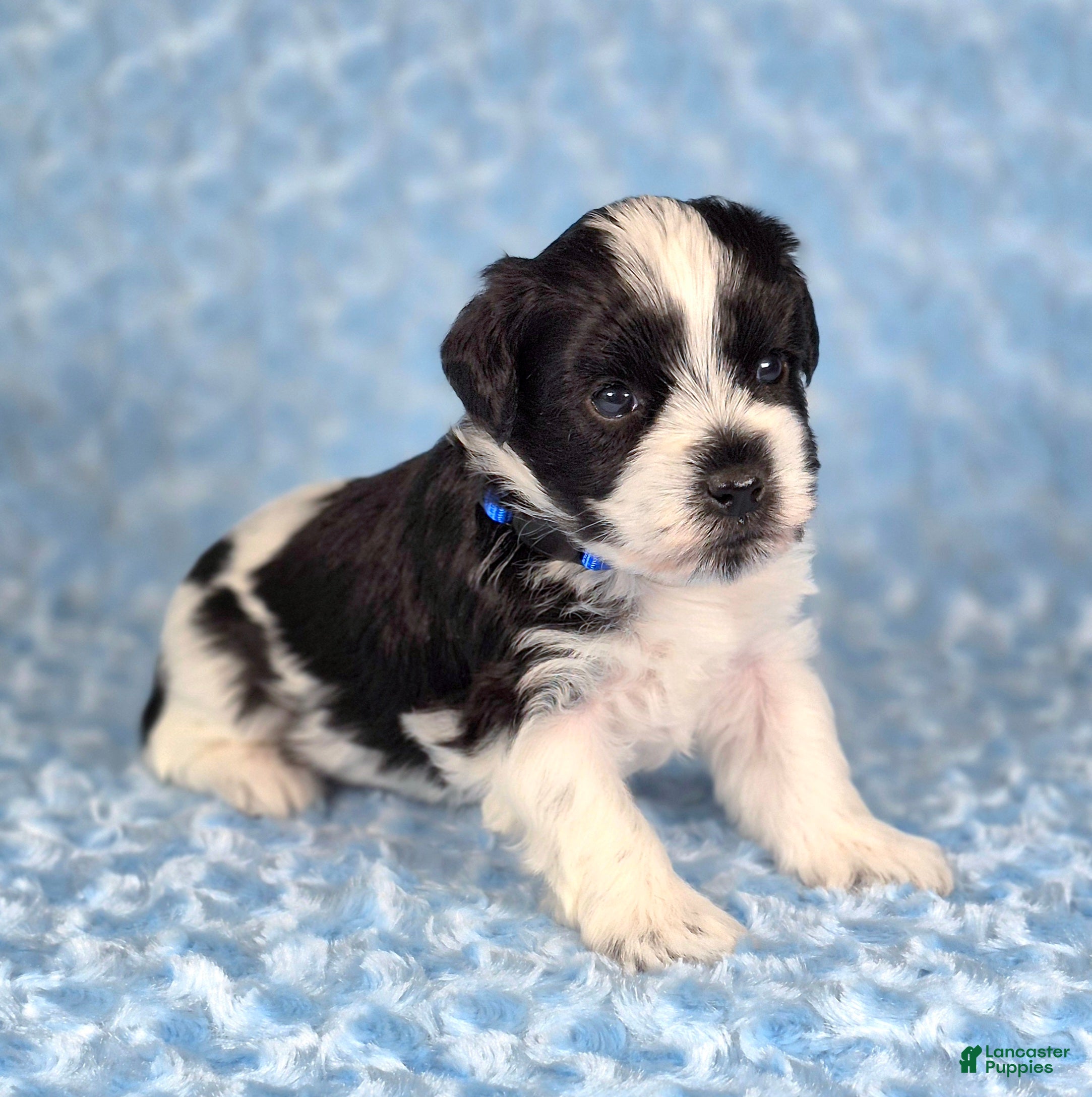 Miniature Schnauzer dogs for sale: Oreo - Ad 2